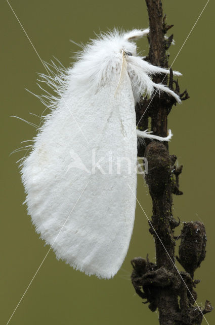 Yellow-tail (Euproctis similis)