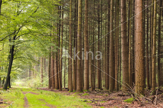 Douglasspar (Pseudotsuga menziesii)