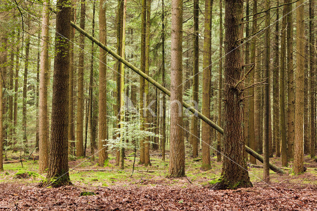 Douglasspar (Pseudotsuga menziesii)