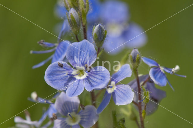 Slender Speedwell (Veronica filiformis)