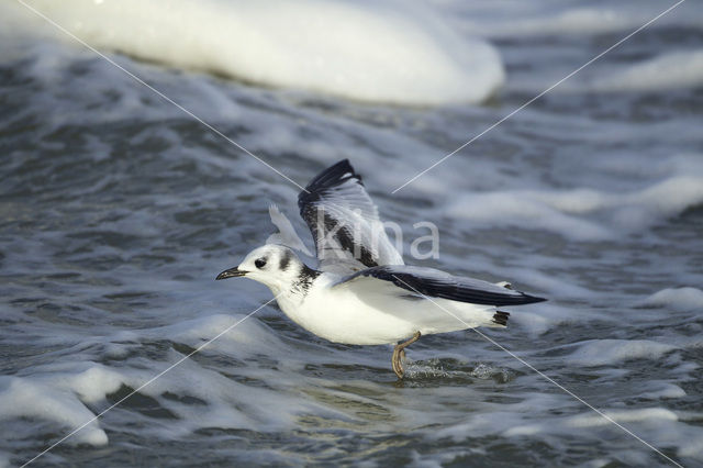 Black-legged Kittiwake (Rissa tridactyla)