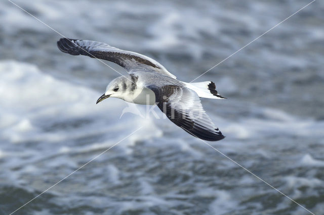 Black-legged Kittiwake (Rissa tridactyla)