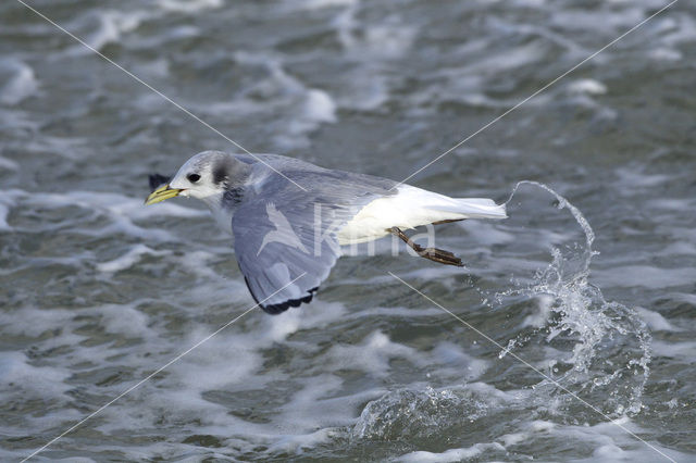 Black-legged Kittiwake (Rissa tridactyla)
