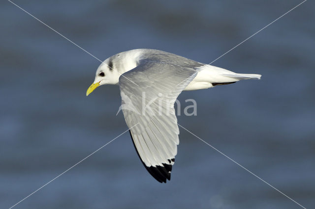 Black-legged Kittiwake (Rissa tridactyla)