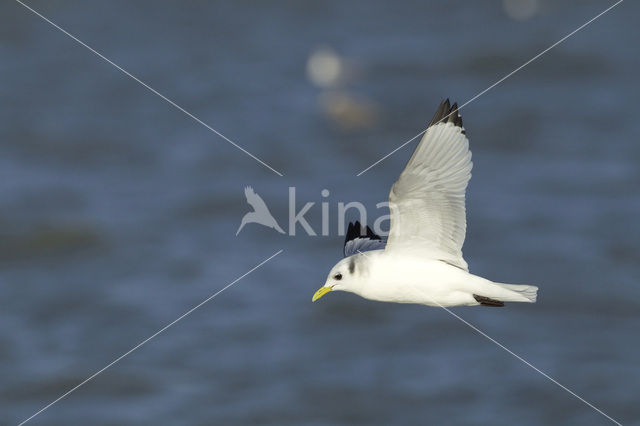 Black-legged Kittiwake (Rissa tridactyla)