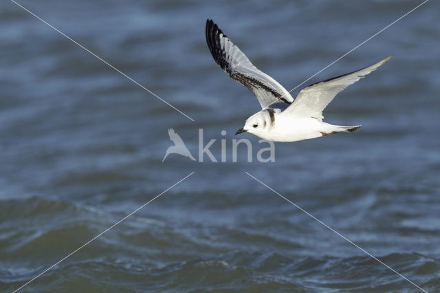 Black-legged Kittiwake (Rissa tridactyla)