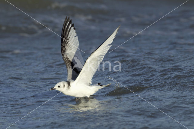 Black-legged Kittiwake (Rissa tridactyla)