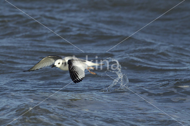 Black-legged Kittiwake (Rissa tridactyla)
