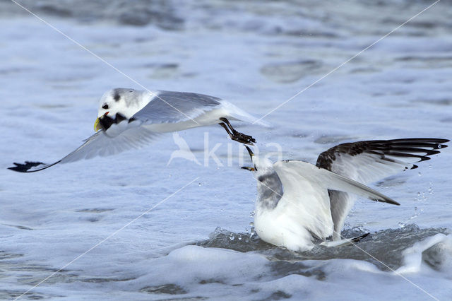 Black-legged Kittiwake (Rissa tridactyla)