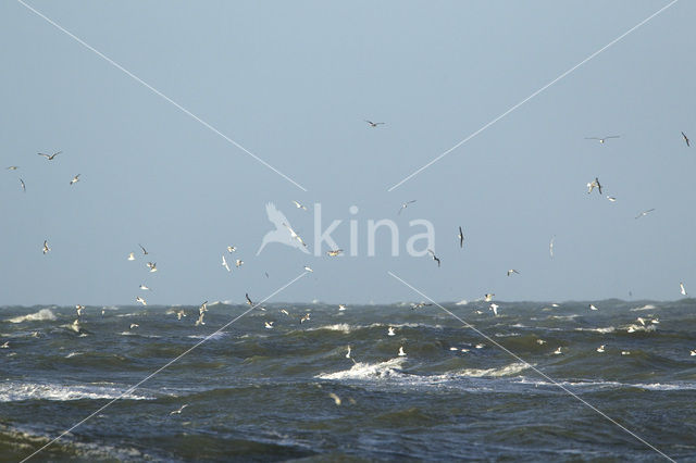 Black-legged Kittiwake (Rissa tridactyla)