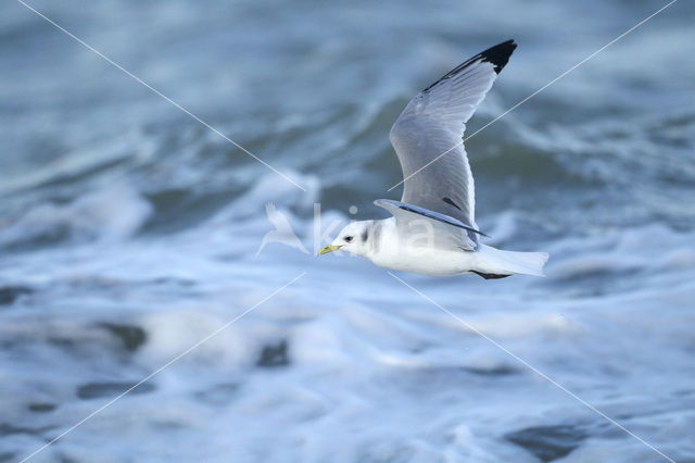 Black-legged Kittiwake (Rissa tridactyla)