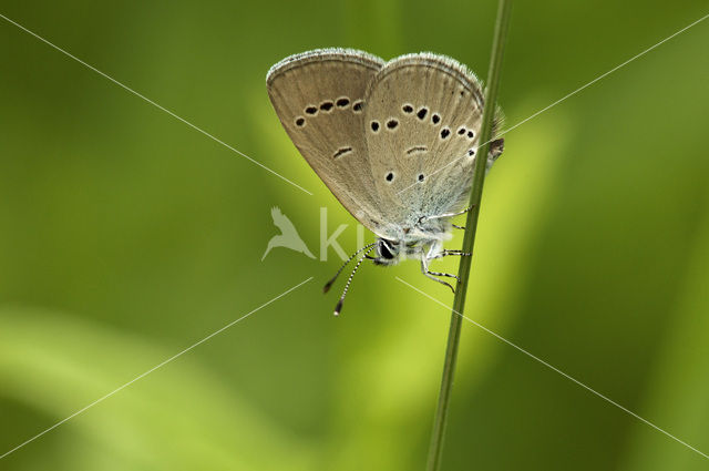 Small Blue (Cupido minimus)