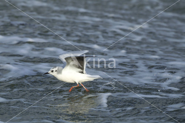 Little Gull (Larus minutus)