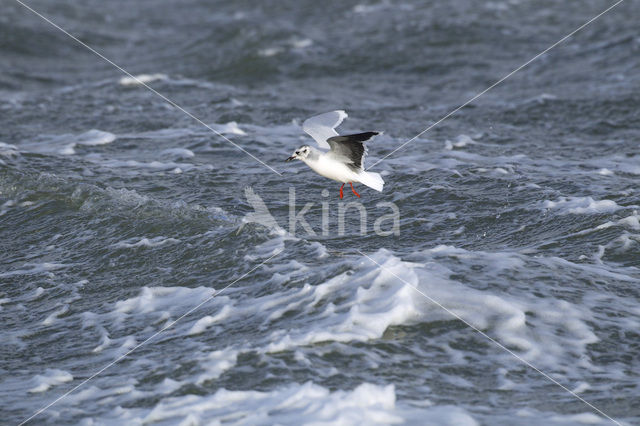 Little Gull (Larus minutus)