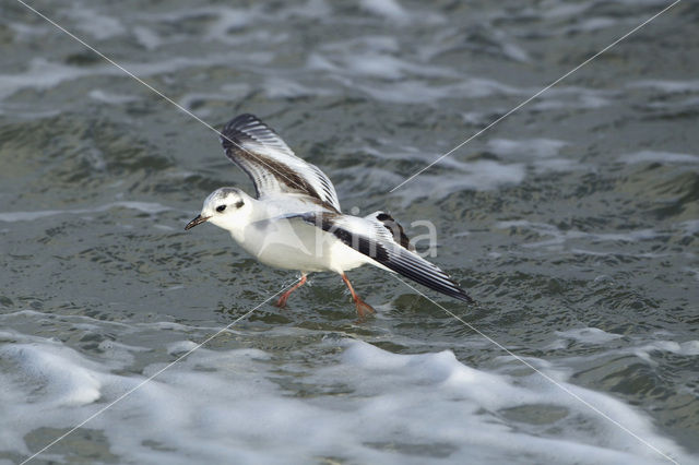 Little Gull (Larus minutus)