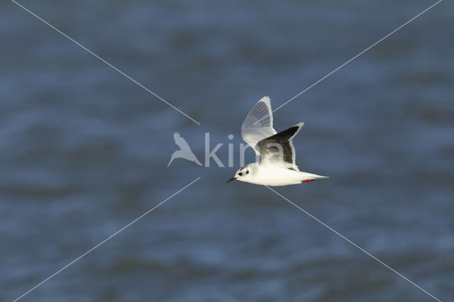 Little Gull (Larus minutus)