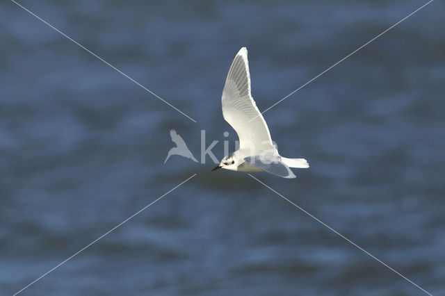 Little Gull (Larus minutus)