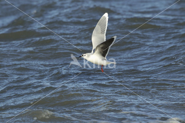 Little Gull (Larus minutus)