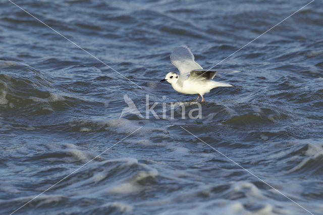 Dwergmeeuw (Larus minutus)