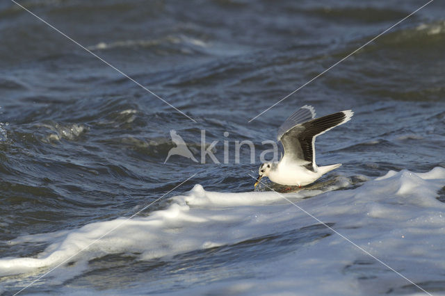 Dwergmeeuw (Larus minutus)