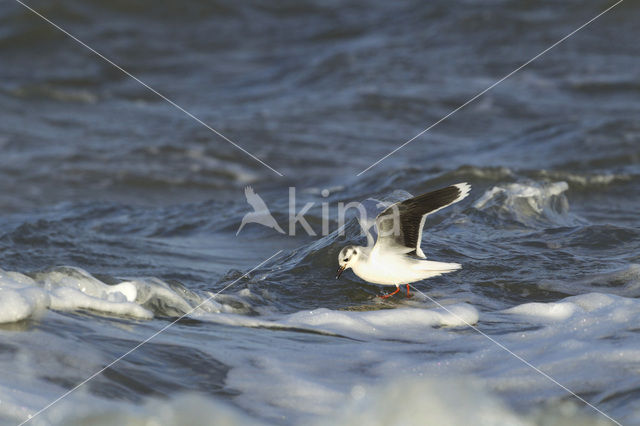 Little Gull (Larus minutus)