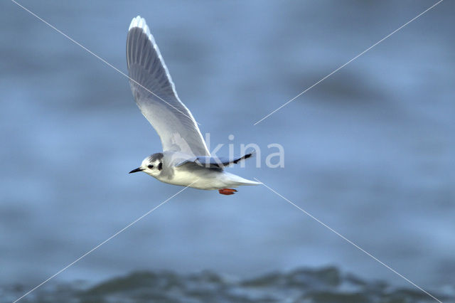 Dwergmeeuw (Larus minutus)