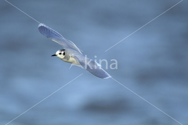 Dwergmeeuw (Larus minutus)