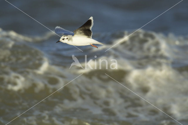 Little Gull (Larus minutus)