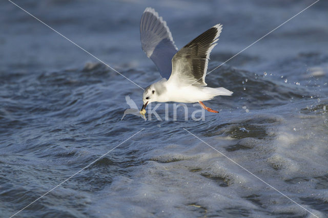 Dwergmeeuw (Larus minutus)