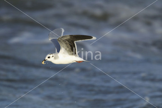 Dwergmeeuw (Larus minutus)