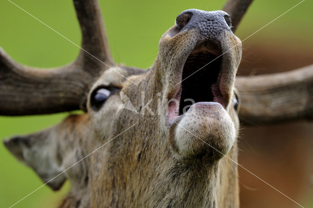 Red Deer (Cervus elaphus)