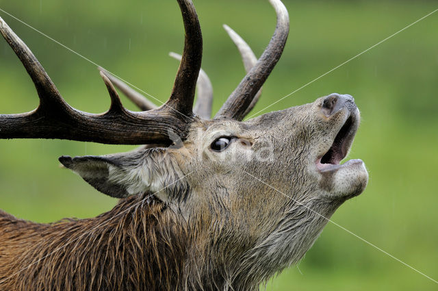 Red Deer (Cervus elaphus)