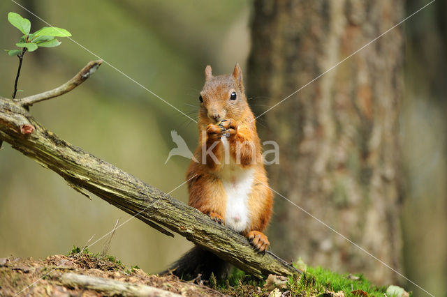 Eekhoorn (Sciurus vulgaris)