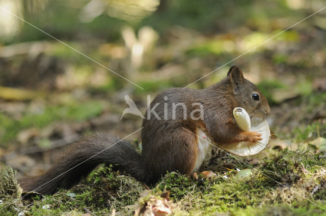 Eekhoorn (Sciurus vulgaris)