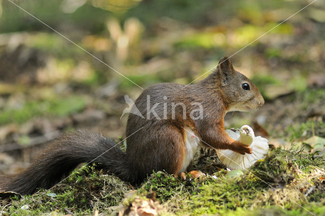 Red Squirrel (Sciurus vulgaris)