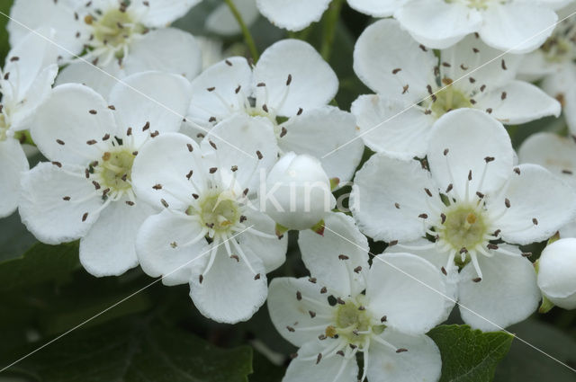 Eenstijlige meidoorn (Crataegus monogyna)