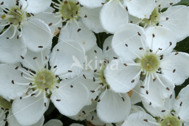 oneseed hawthorn (Crataegus monogyna)