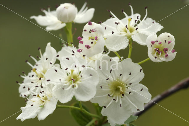 oneseed hawthorn (Crataegus monogyna)