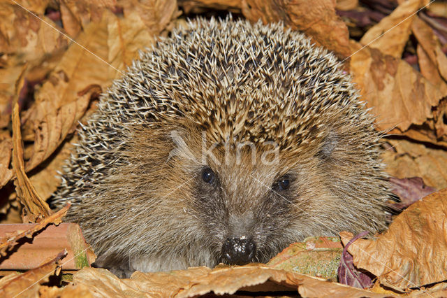 Hedgehog (Erinaceus europaeus)