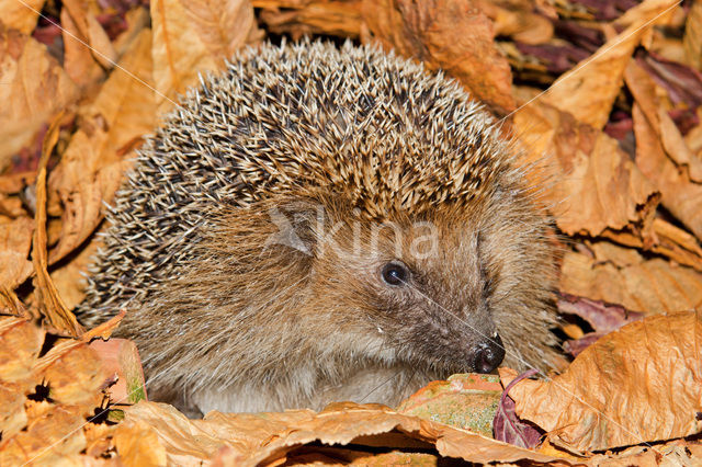 Hedgehog (Erinaceus europaeus)