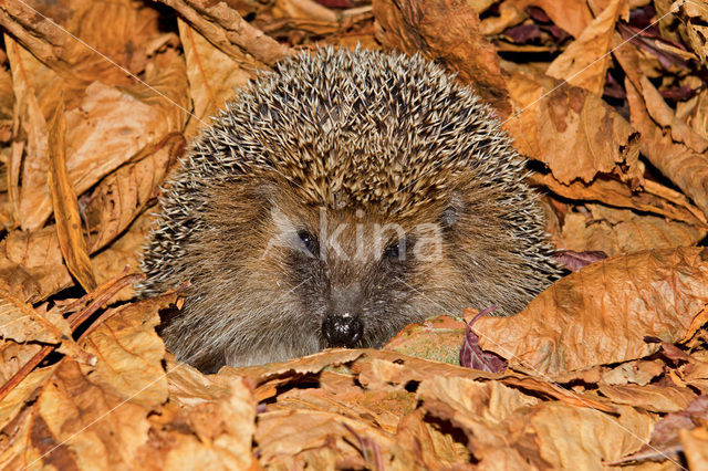 Hedgehog (Erinaceus europaeus)