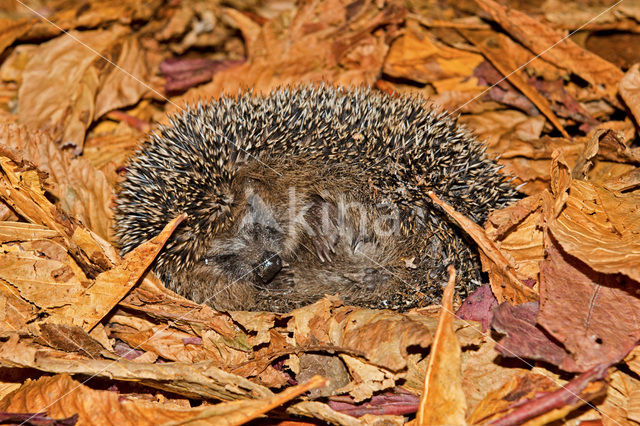 Hedgehog (Erinaceus europaeus)