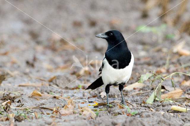 Black-billed Magpie (Pica pica)