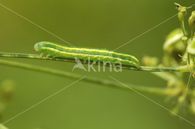 Broom Moth (Ceramica pisi)