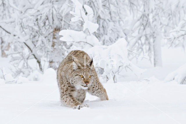 Euraziatische lynx (Lynx lynx)