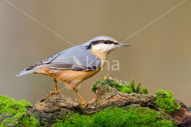 Europese Boomklever (Sitta europaea)