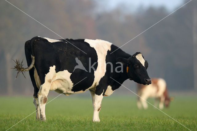 Frisian Holsteiner Cow (Bos domesticus)