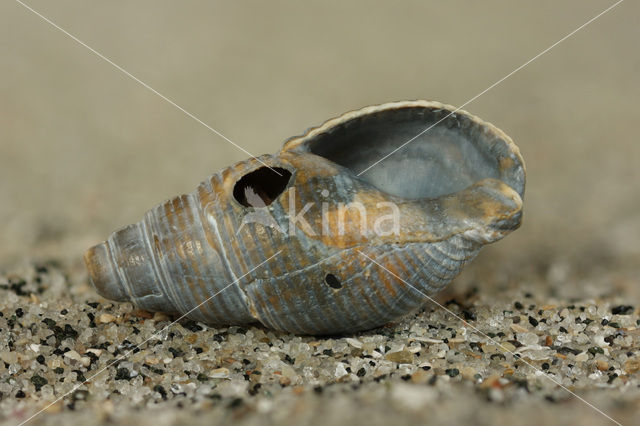 Fuikhoren (Nassarius labiosus)