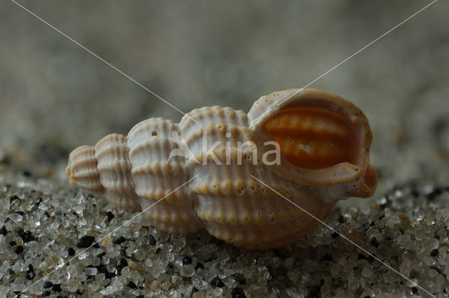 Fuikhoren (Nassarius consociatus)