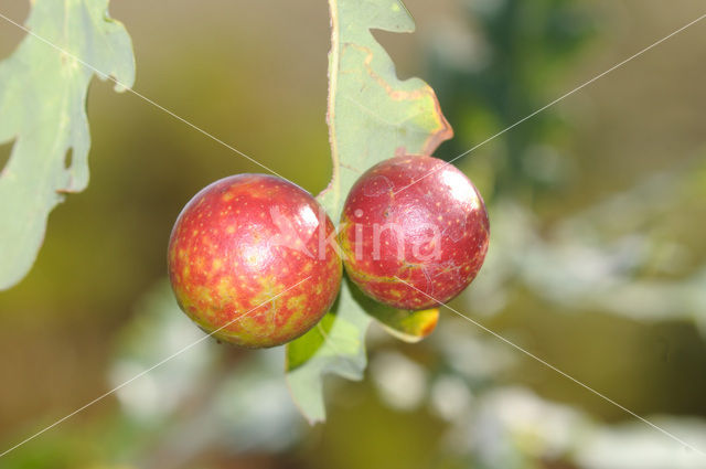 Cherry gall